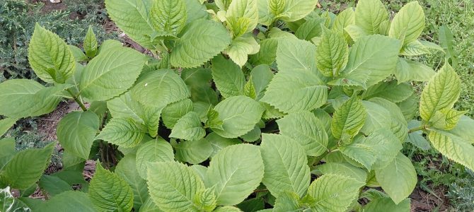 Fotografije bašte – April 2026